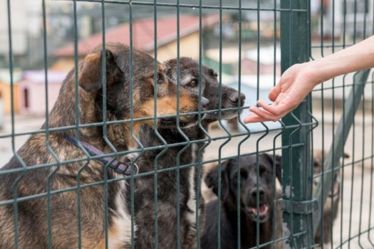 Κατρίνα Τσάνταλη: Κινδύνευσε το καταφύγιο ζώων της. Αναγνωστόπουλος, Ράμμος, Ζαρίφη βοήθησαν στην εκκένωση